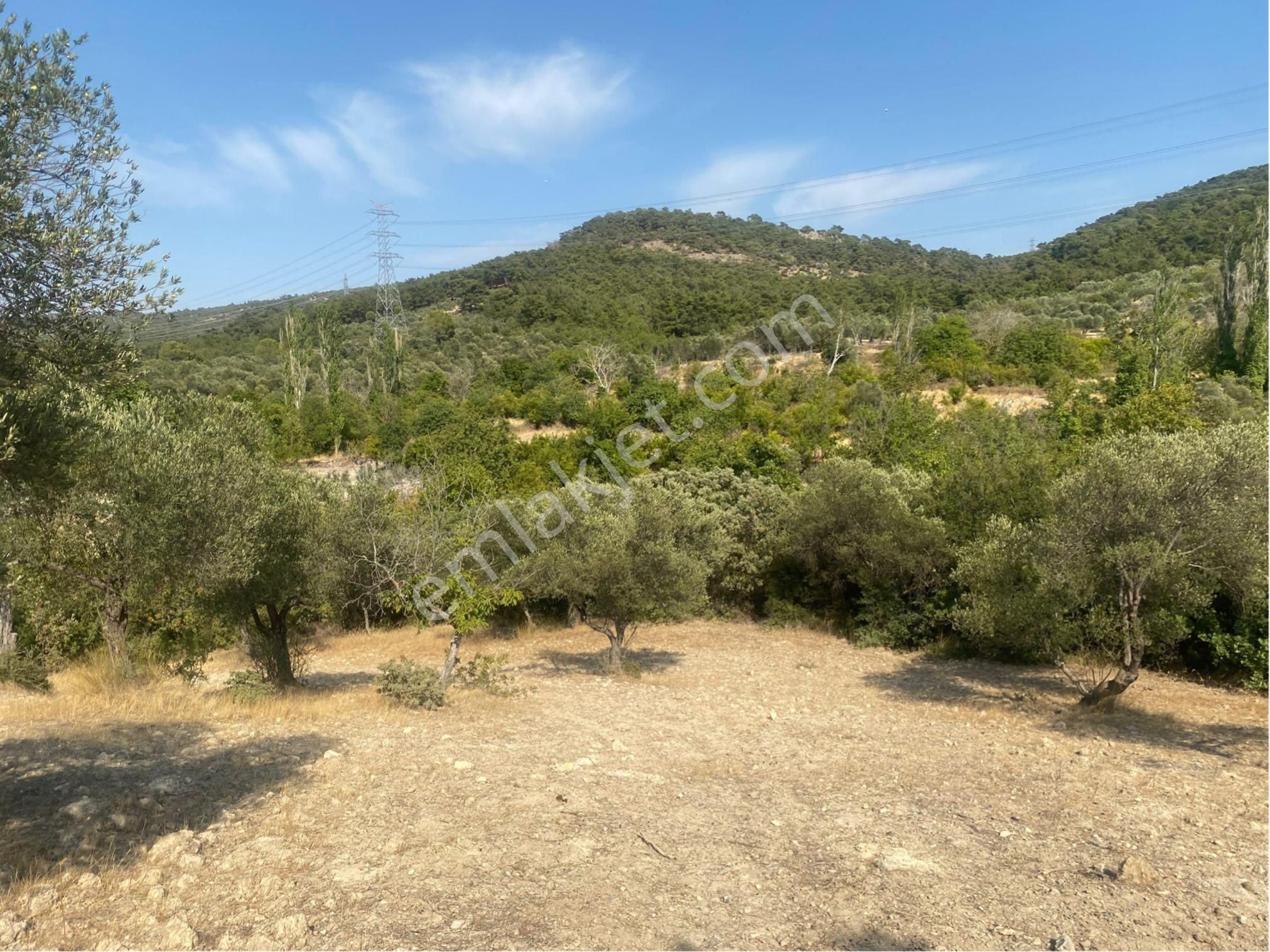 🌿 Bergama Koyuneli’nde Satılık Zeytinlik 🌿 - Görsel 23