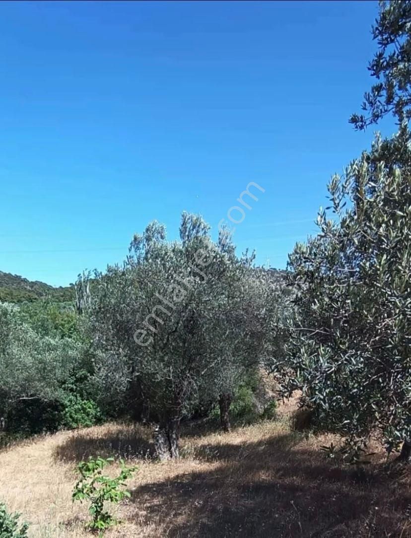 🌿 Bergama Koyuneli’nde Satılık Zeytinlik 🌿 - Görsel 6