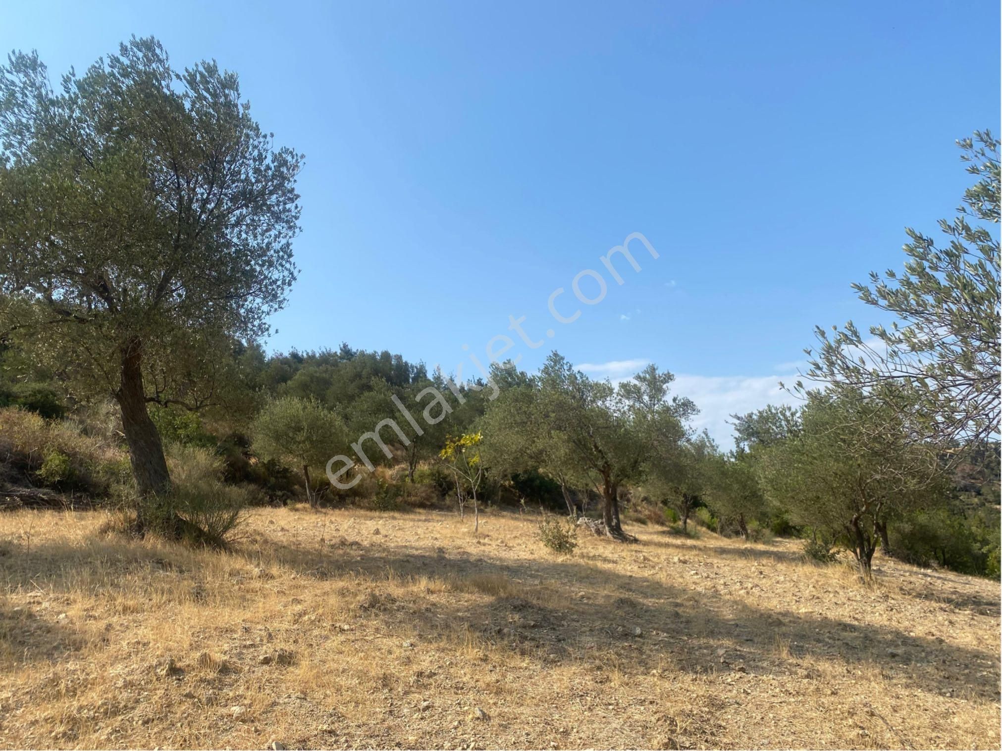 🌿 Bergama Koyuneli’nde Satılık Zeytinlik 🌿 - Görsel 10