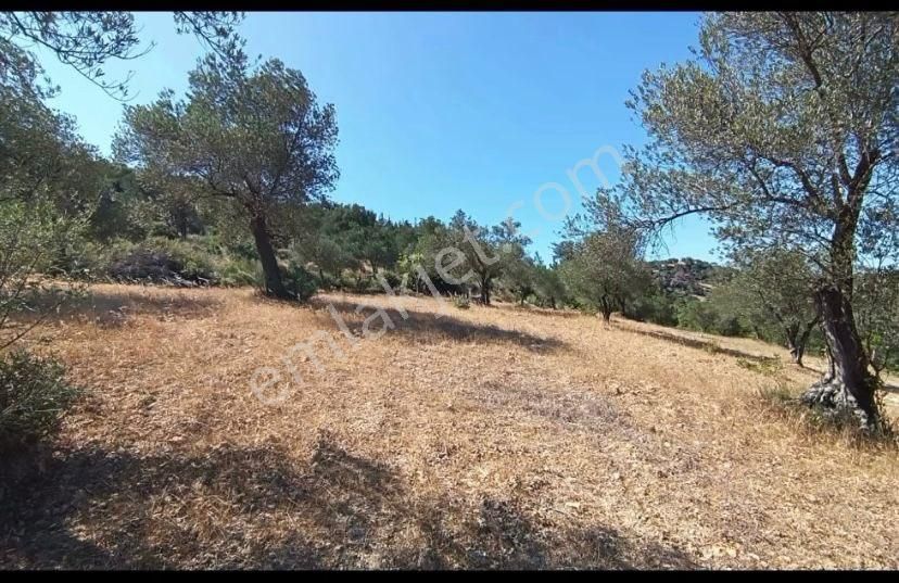 🌿 Bergama Koyuneli’nde Satılık Zeytinlik 🌿 - Görsel 5