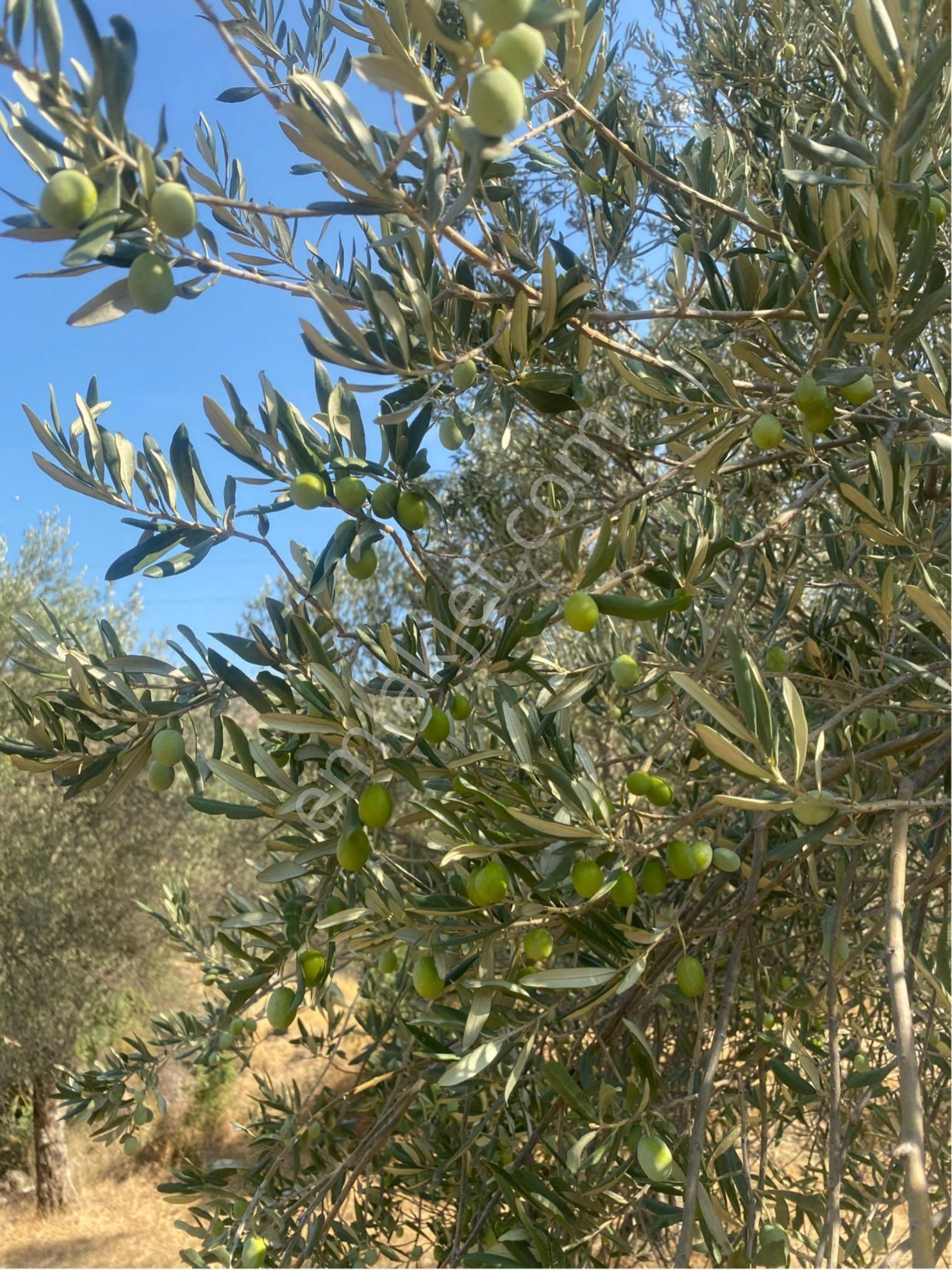 🌿 Bergama Koyuneli’nde Satılık Zeytinlik 🌿 - Görsel 19