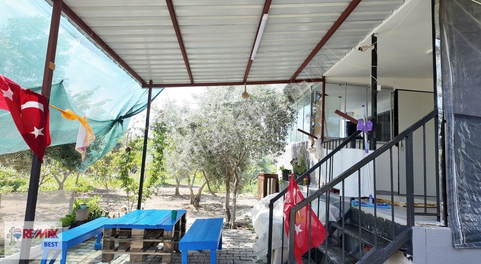 Manisa Saruhanlı Hacırahmanlı Beldesinde. Satılık Zeytinlik