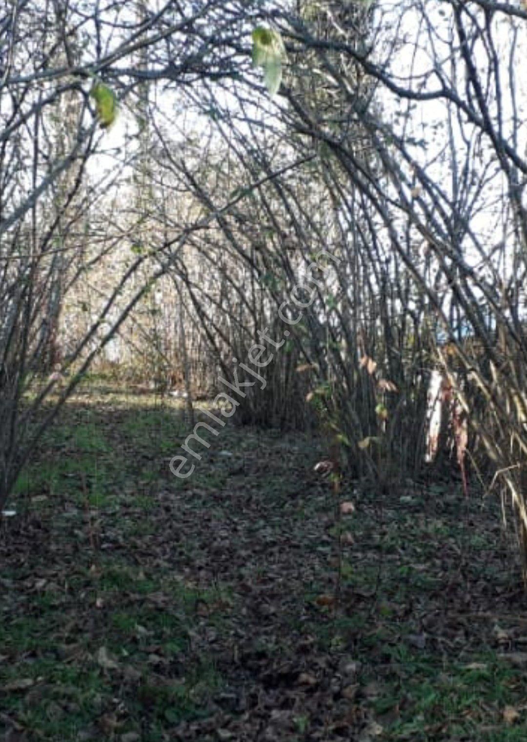 Perşembe Caytepe Satılık İmarlı Bahçe. - Görsel 4