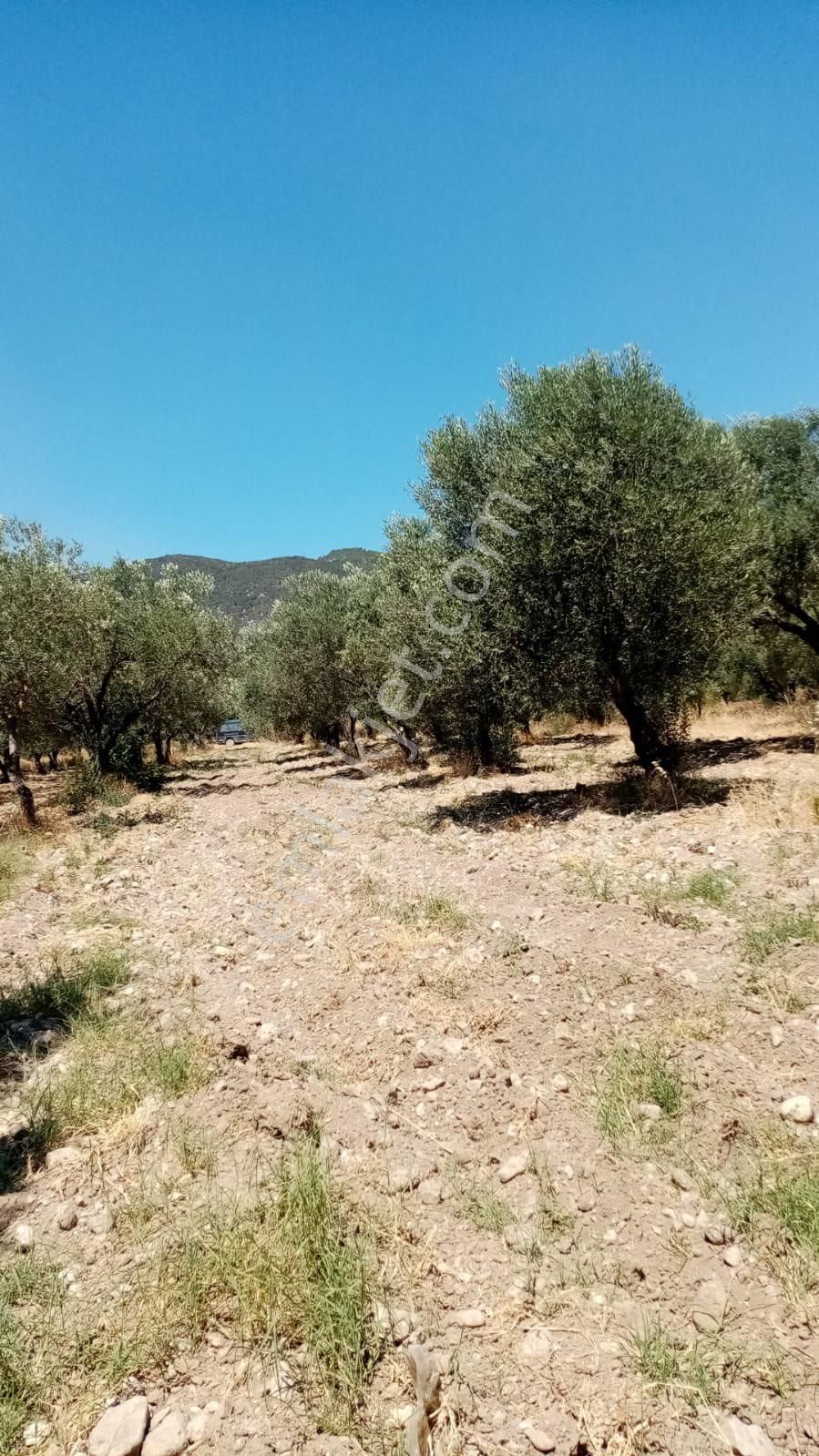 📍 Manisa Kırkağaç Şair Eşref Çamaltı’da Zeytinlik