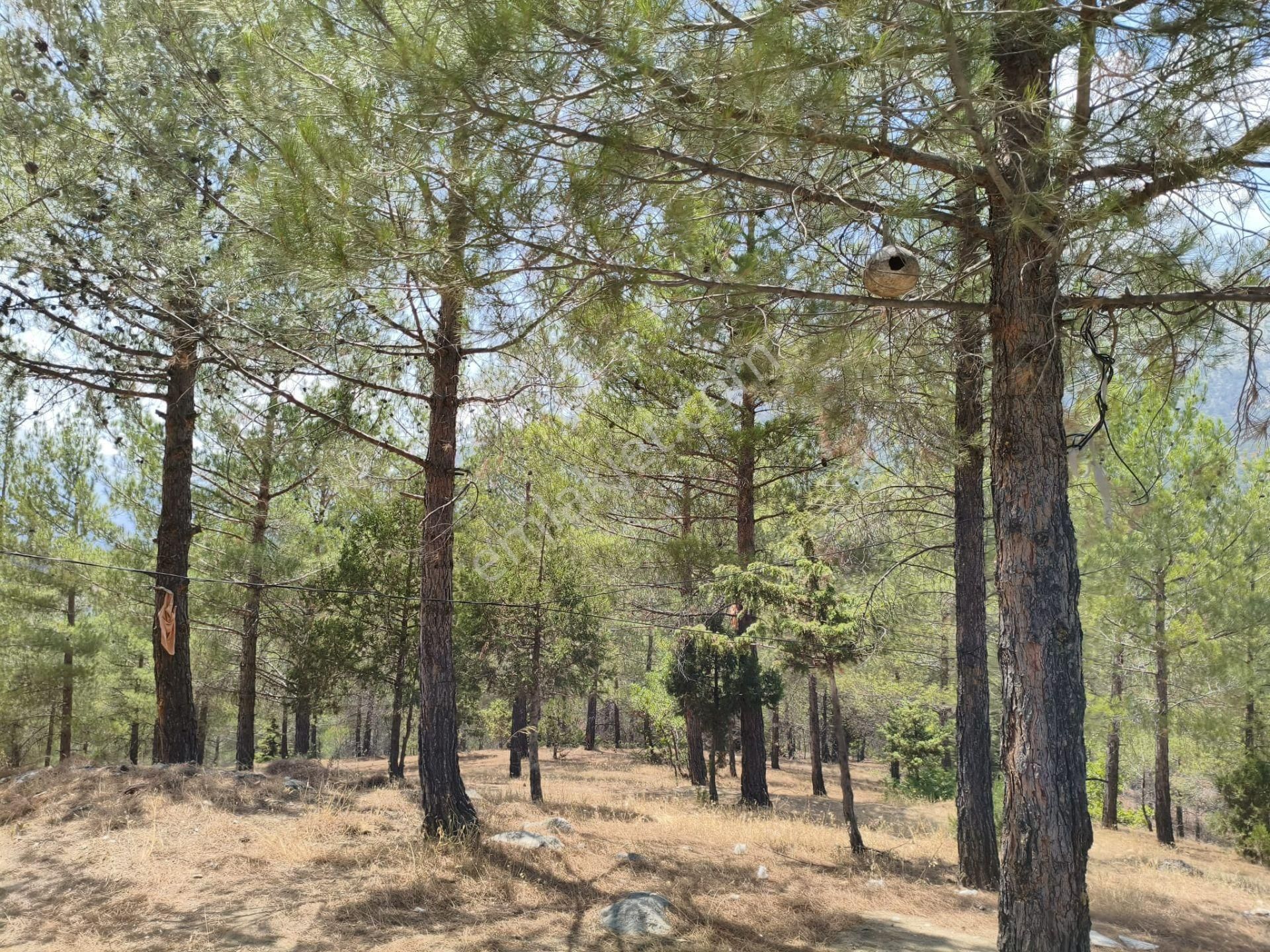 Pozantı Kar Emlaktan Alpu Yaylasında 442 M2 Arsa - Görsel 19