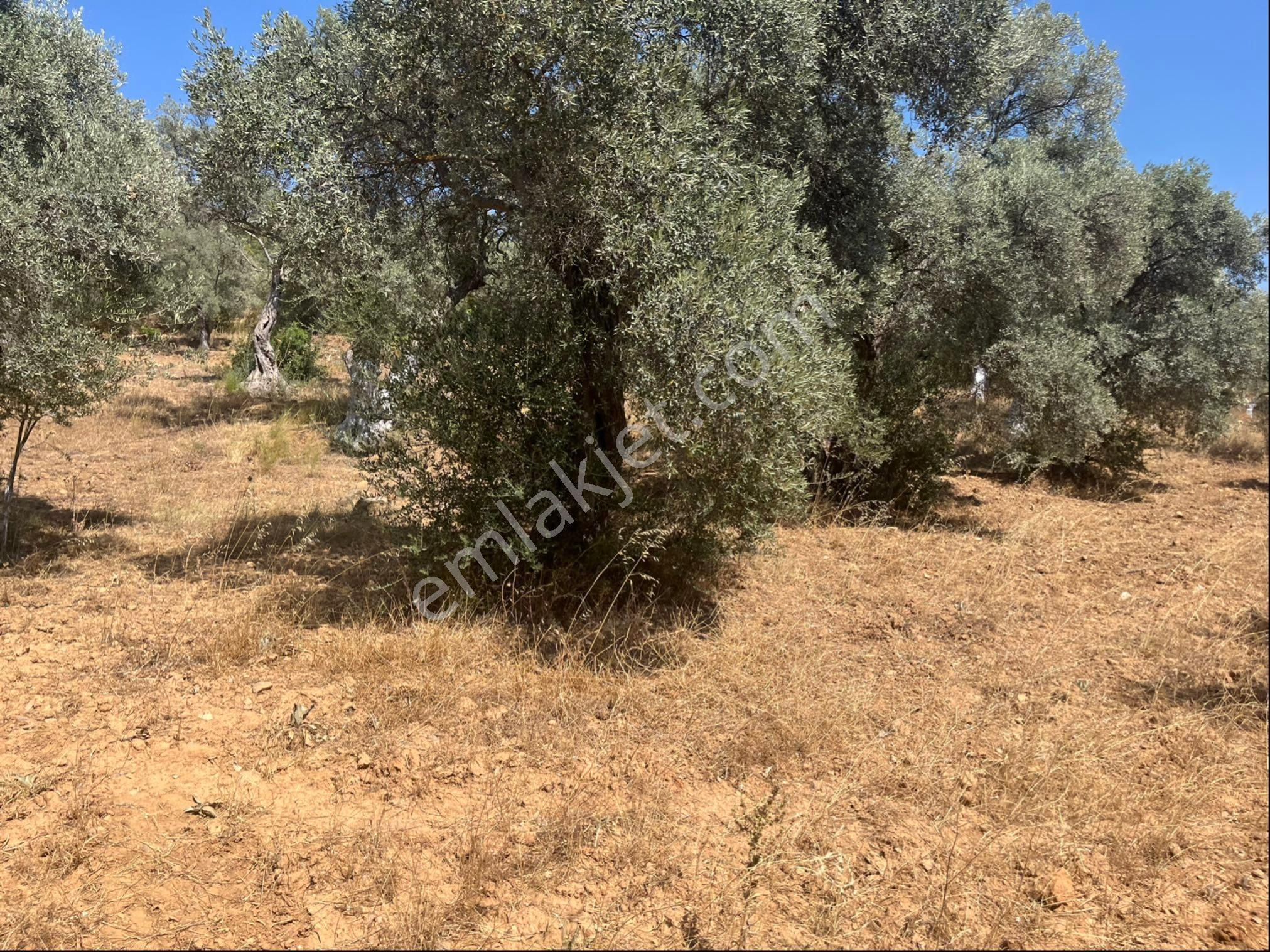 Torbalı Dirmil Mah. 1491 M2 Mirastan Bölünme Zeytinlik - Görsel 28