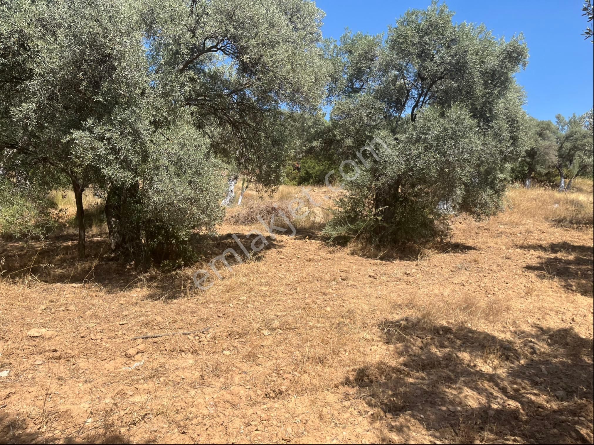 Torbalı Dirmil Mah. 1491 M2 Mirastan Bölünme Zeytinlik - Görsel 16