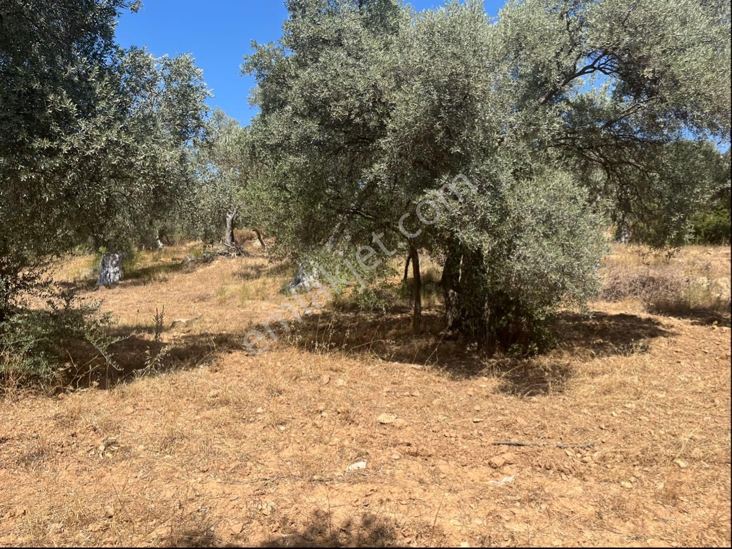 Torbalı Dirmil Mah. 1491 M2 Mirastan Bölünme Zeytinlik - Görsel 21