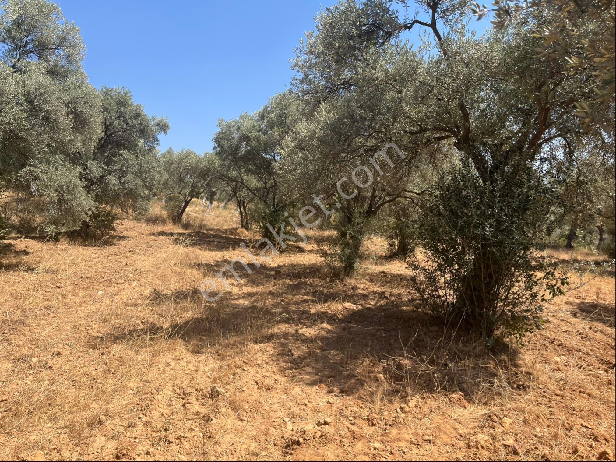 Torbalı Dirmil Mah. 1491 M2 Mirastan Bölünme Zeytinlik - Görsel 30