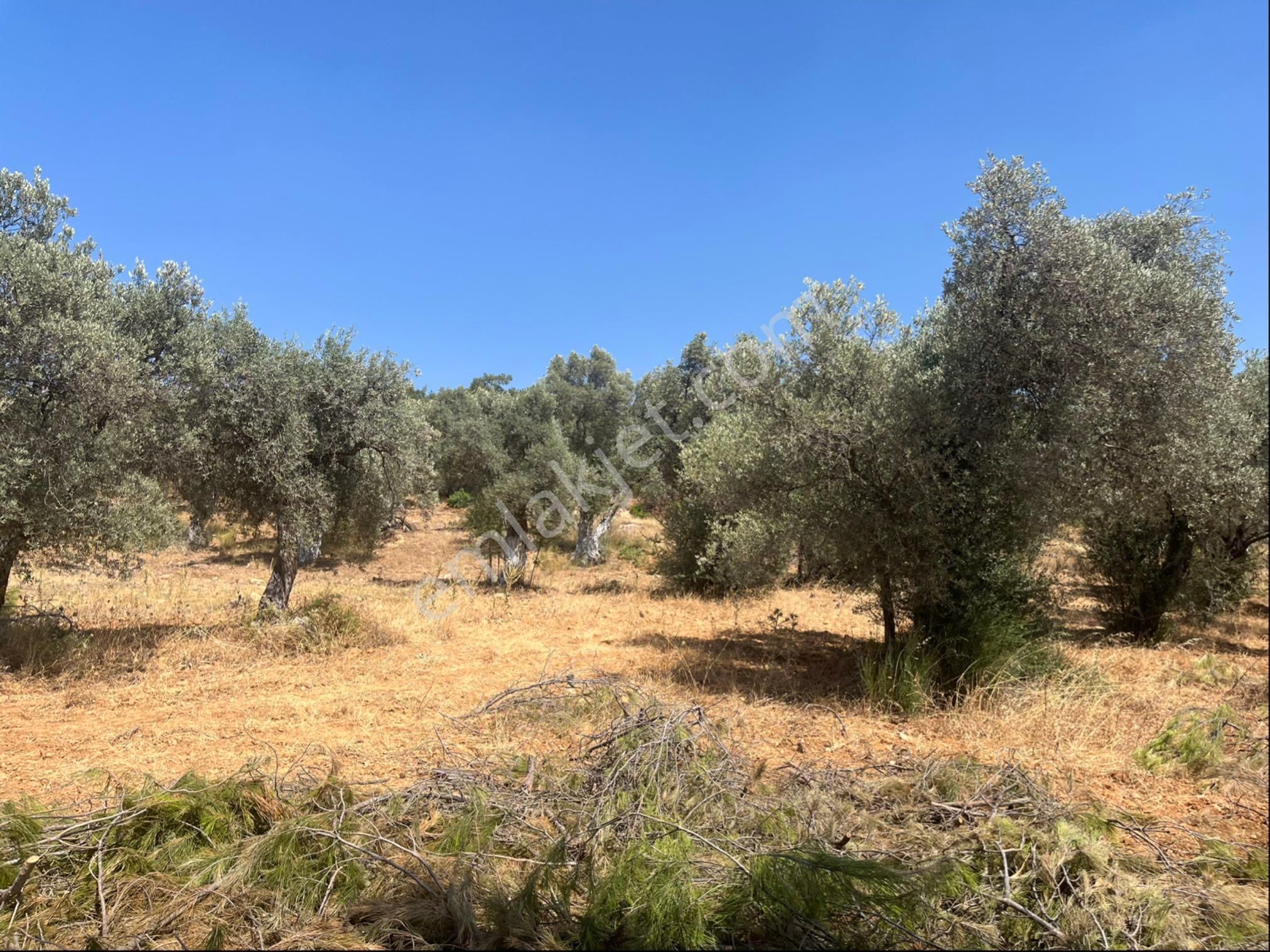 Torbalı Dirmil Mah. 1491 M2 Mirastan Bölünme Zeytinlik - Görsel 8