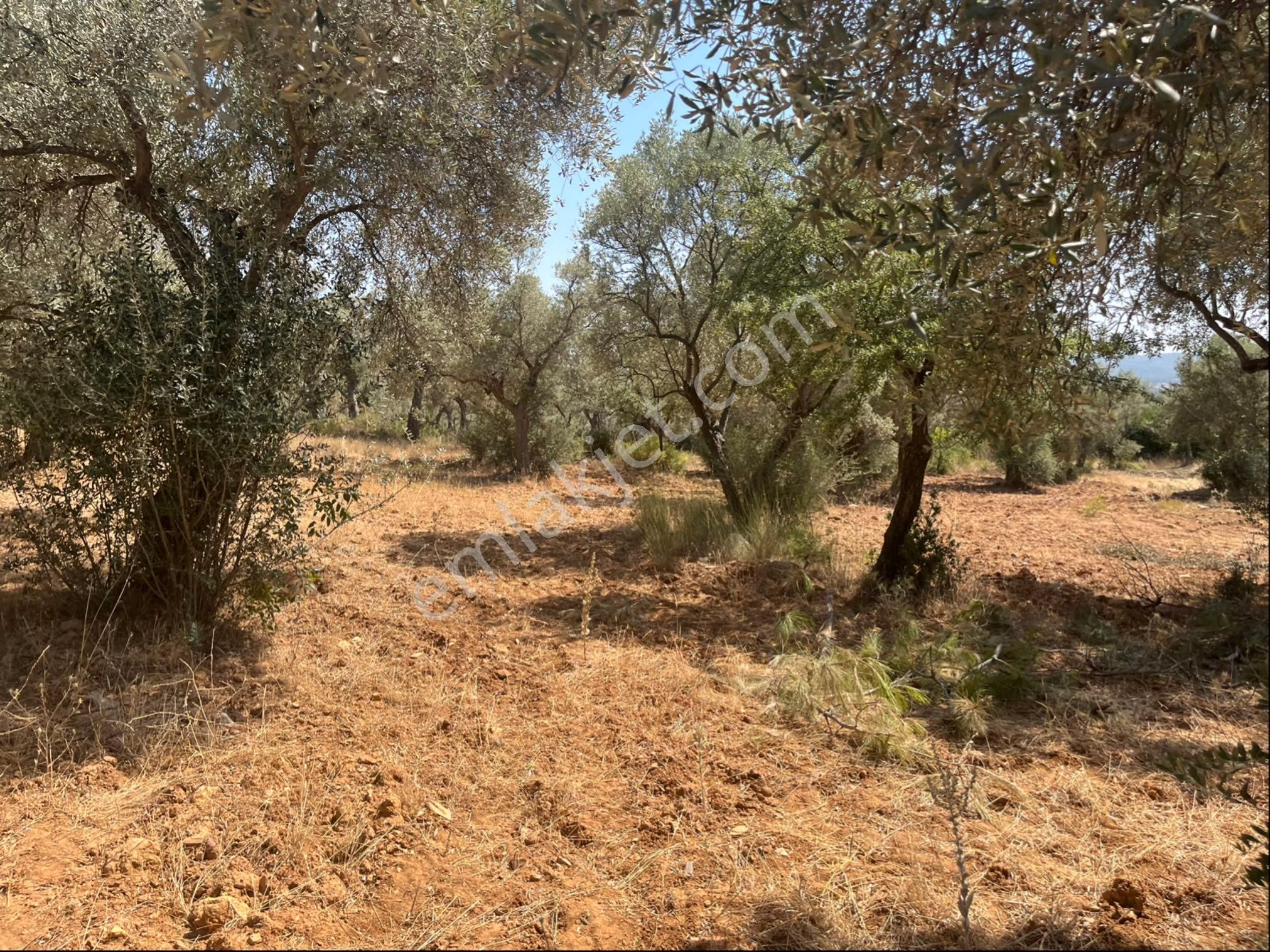 Torbalı Dirmil Mah. 1491 M2 Mirastan Bölünme Zeytinlik - Görsel 26