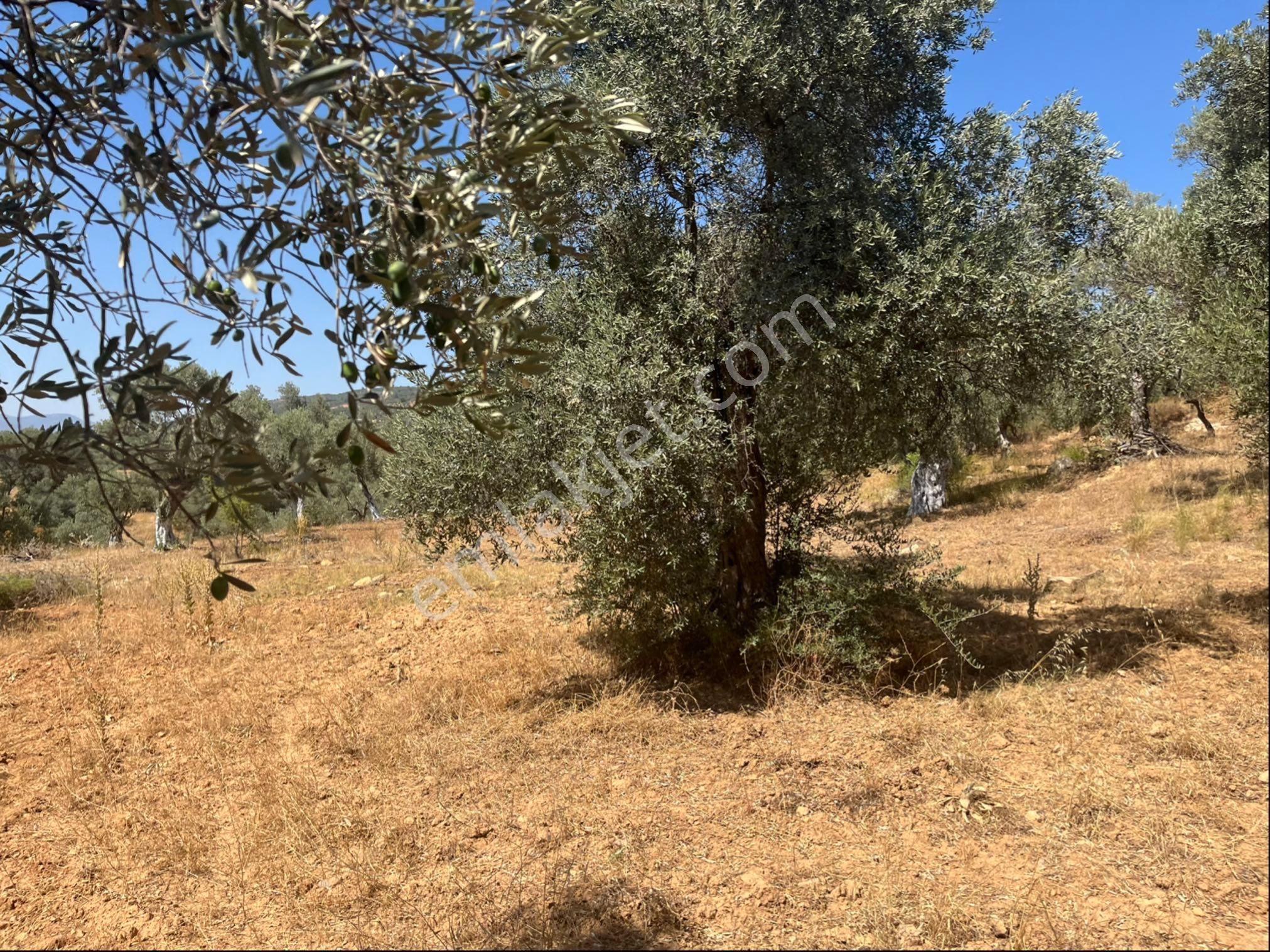 Torbalı Dirmil Mah. 1491 M2 Mirastan Bölünme Zeytinlik - Görsel 19