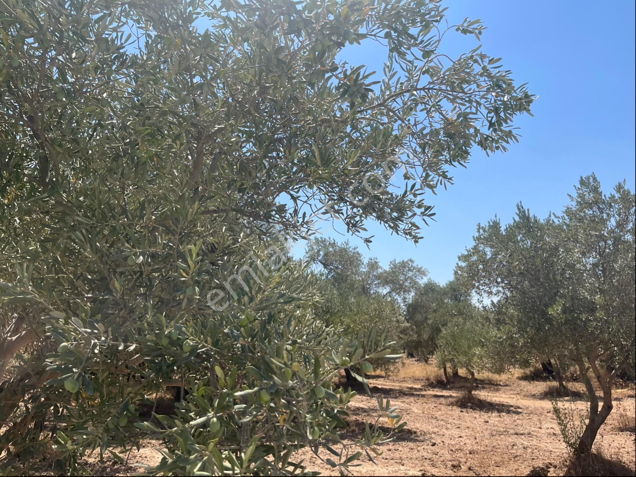 Torbalı Dirmil Mah. 1491 M2 Mirastan Bölünme Zeytinlik - Görsel 34