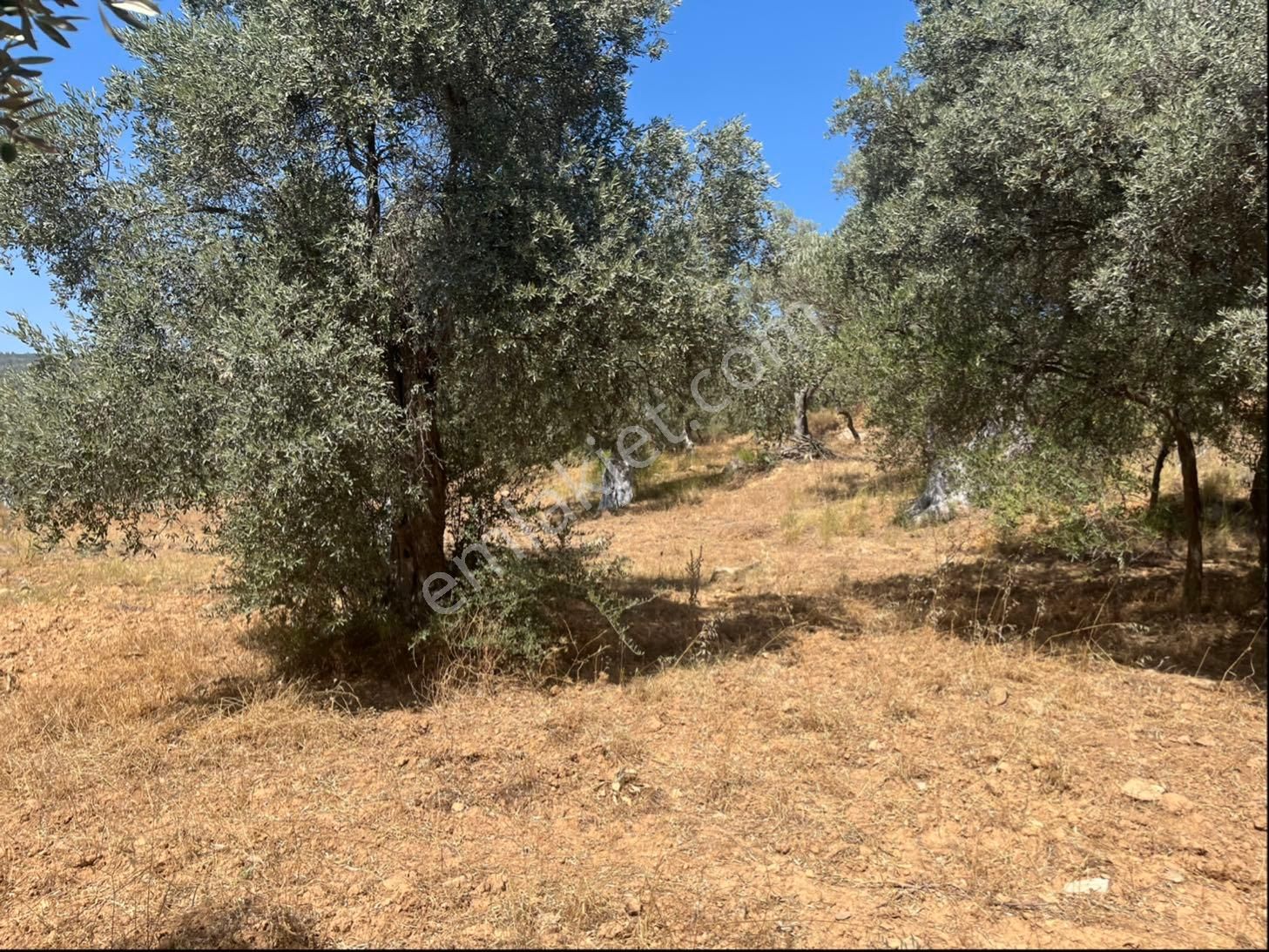 Torbalı Dirmil Mah. 1491 M2 Mirastan Bölünme Zeytinlik - Görsel 20