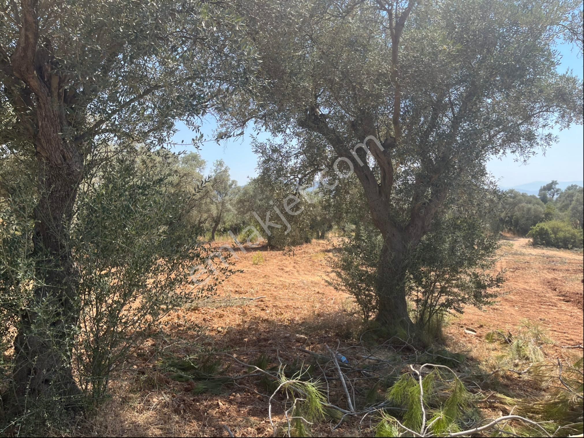 Torbalı Dirmil Mah. 1491 M2 Mirastan Bölünme Zeytinlik - Görsel 11