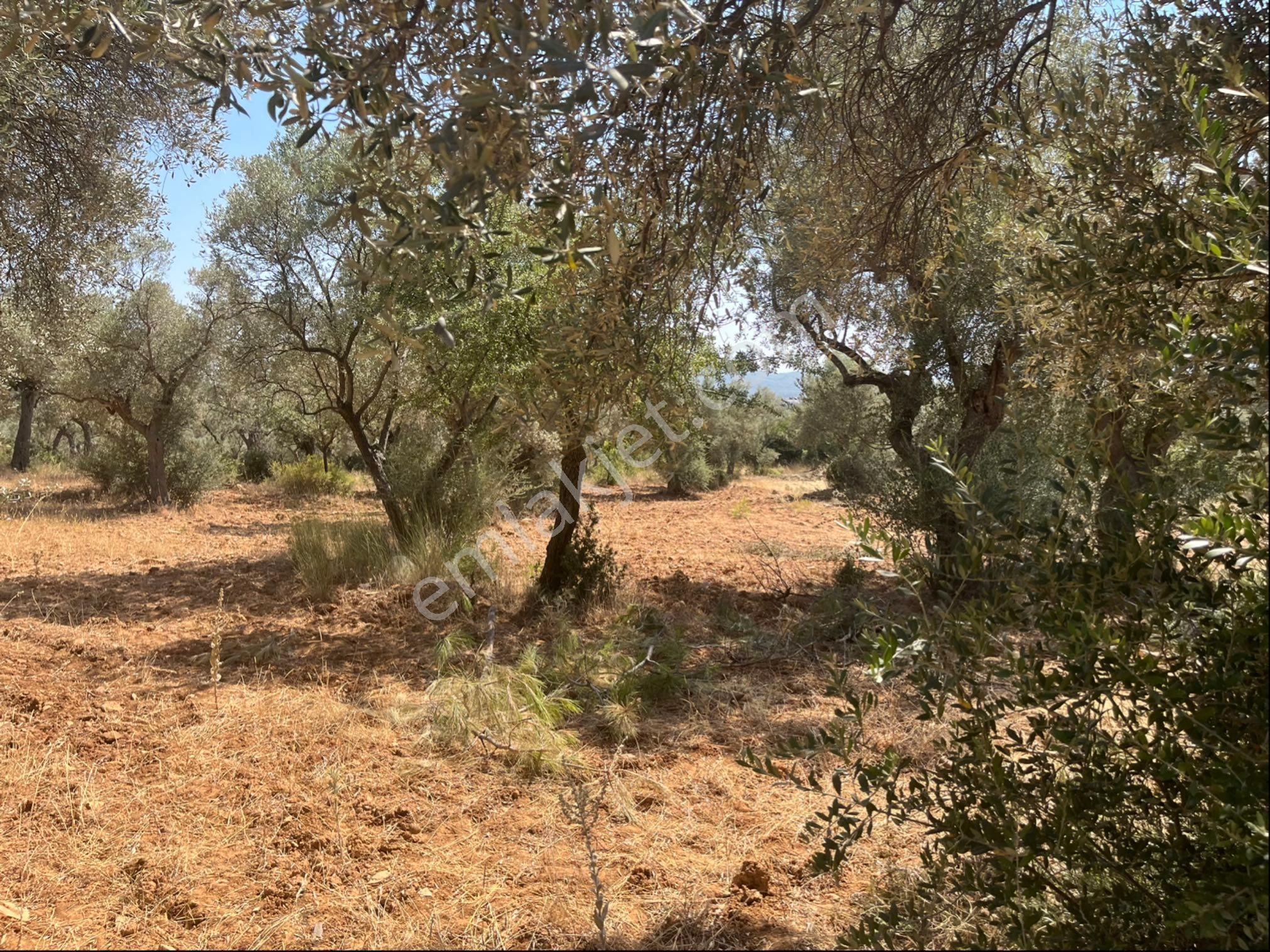 Torbalı Dirmil Mah. 1491 M2 Mirastan Bölünme Zeytinlik - Görsel 25