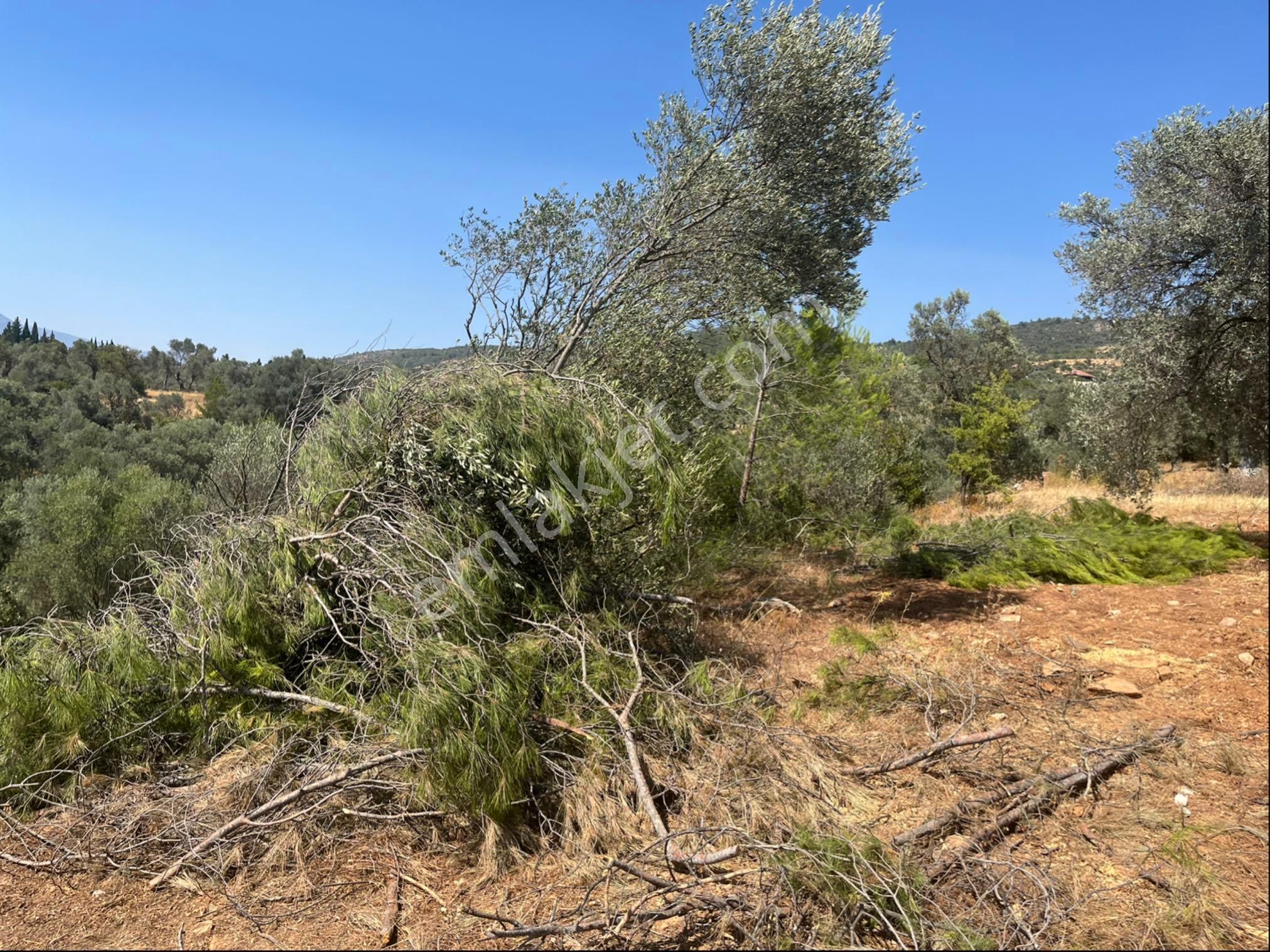 Torbalı Dirmil Mah. 1491 M2 Mirastan Bölünme Zeytinlik - Görsel 6