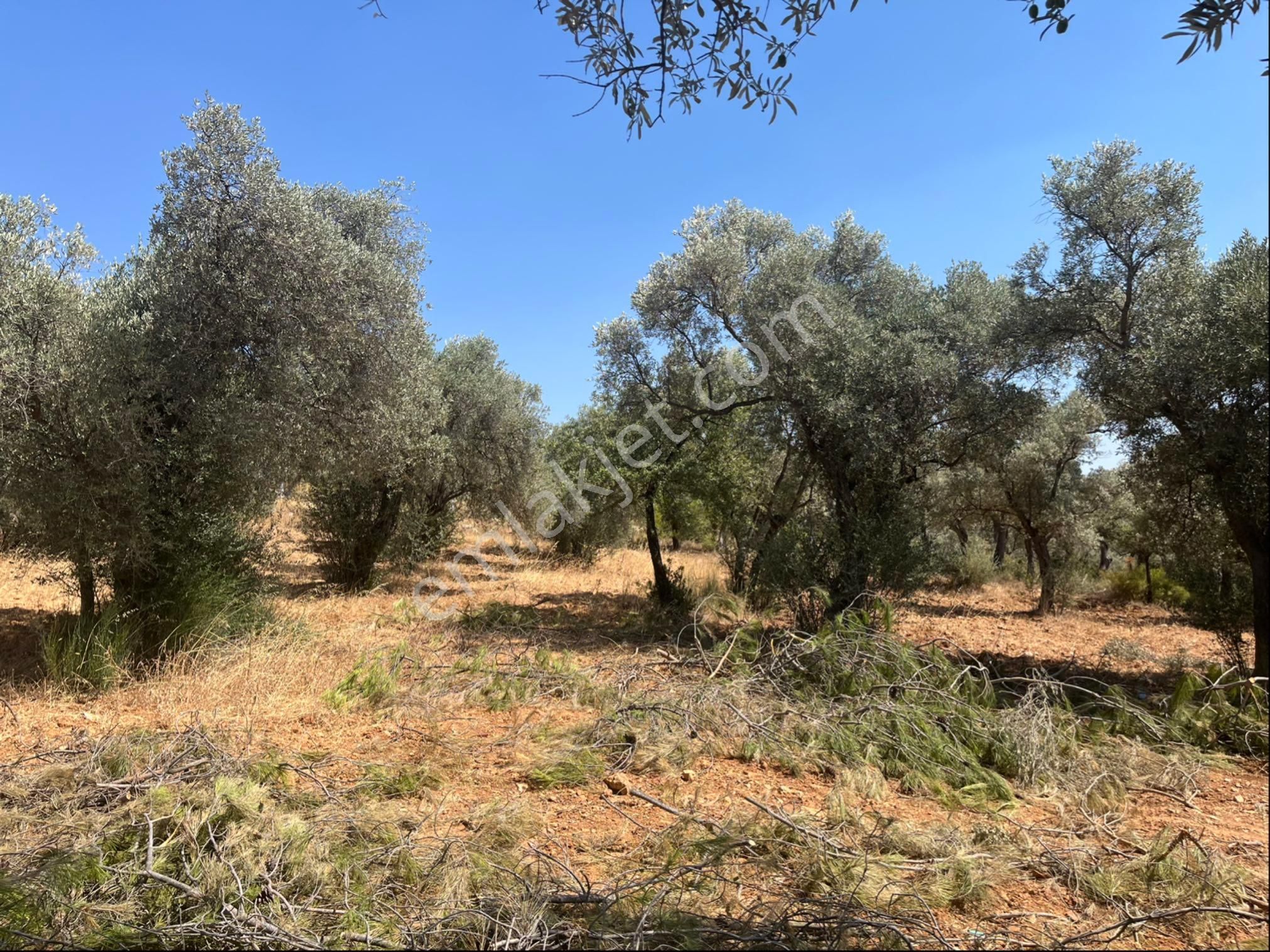 Torbalı Dirmil Mah. 1491 M2 Mirastan Bölünme Zeytinlik - Görsel 4