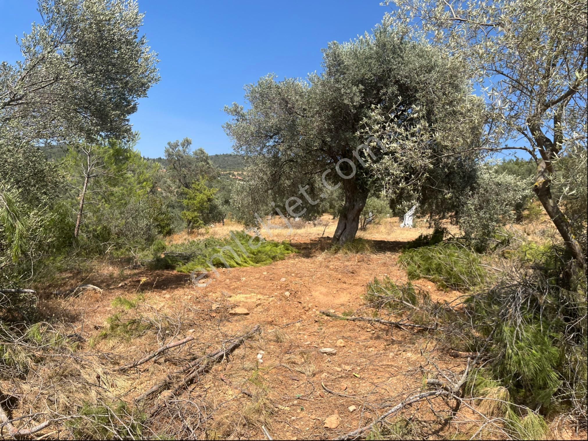 Torbalı Dirmil Mah. 1491 M2 Mirastan Bölünme Zeytinlik - Görsel 7