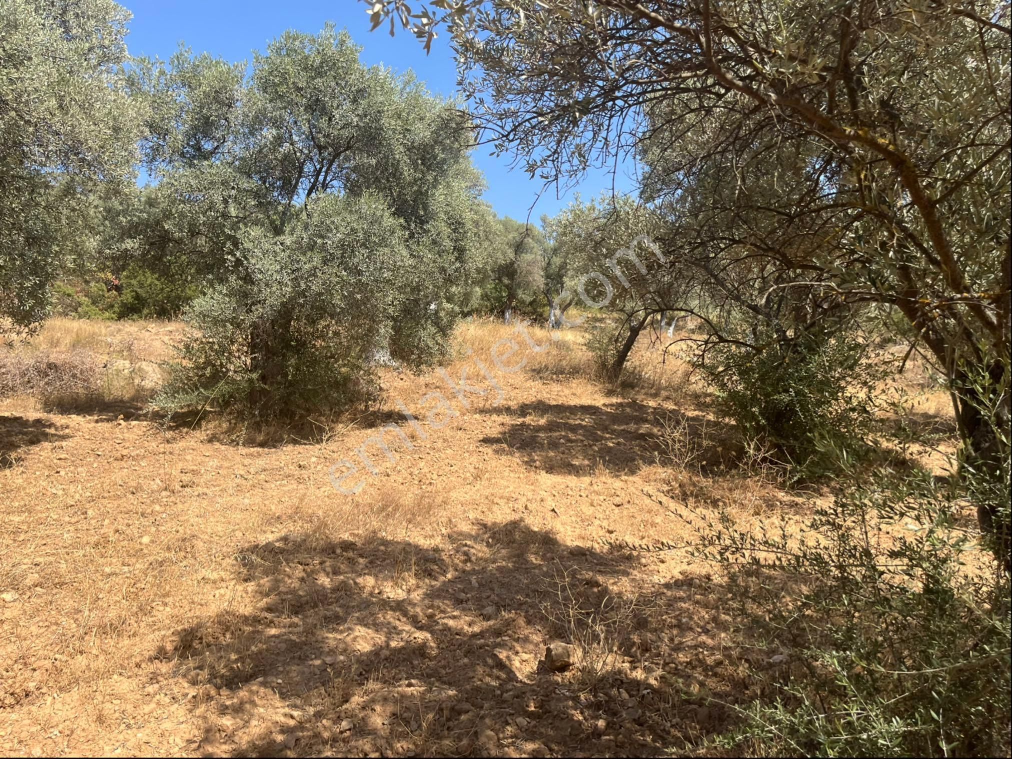 Torbalı Dirmil Mah. 1491 M2 Mirastan Bölünme Zeytinlik - Görsel 17