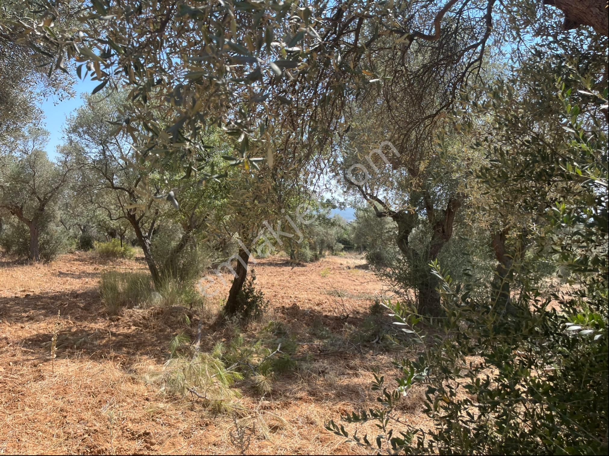 Torbalı Dirmil Mah. 1491 M2 Mirastan Bölünme Zeytinlik - Görsel 32