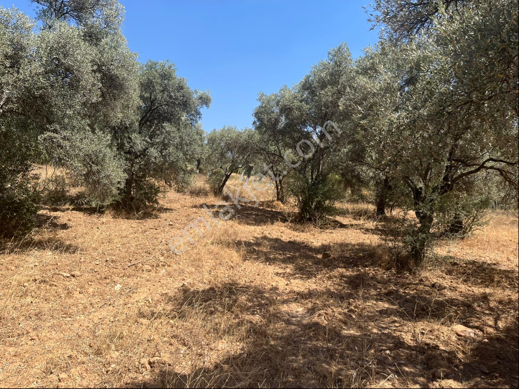 Torbalı Dirmil Mah. 1491 M2 Mirastan Bölünme Zeytinlik - Görsel 23