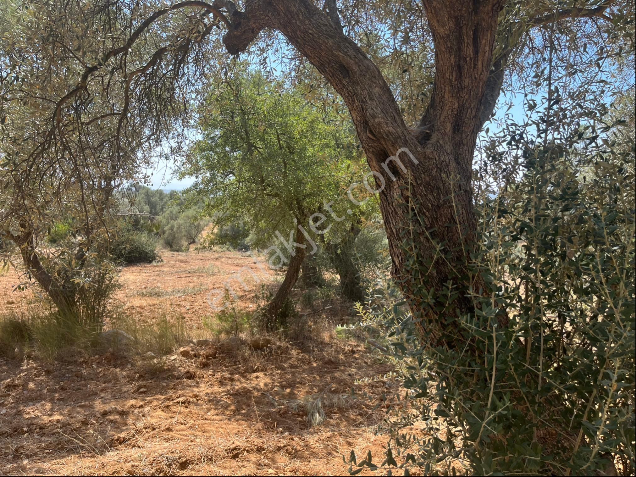 Torbalı Dirmil Mah. 1491 M2 Mirastan Bölünme Zeytinlik - Görsel 22