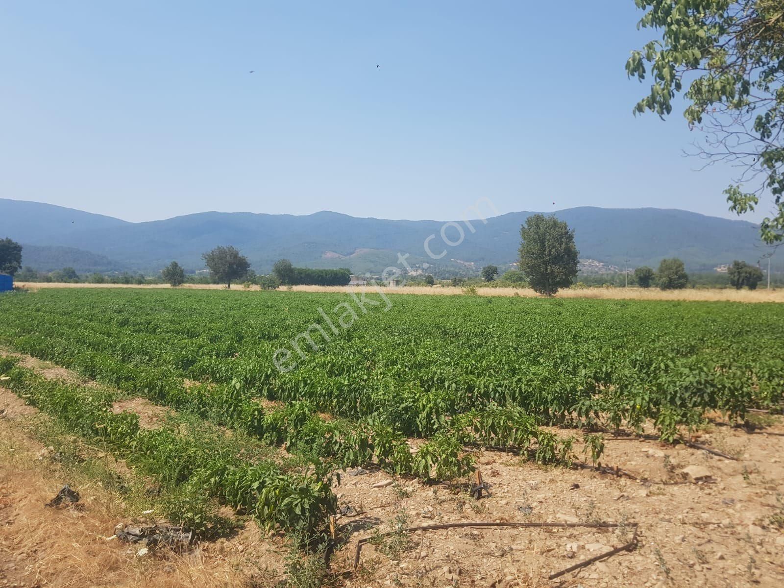 Kazdağları Akçakoyun Satılık - Görsel 3