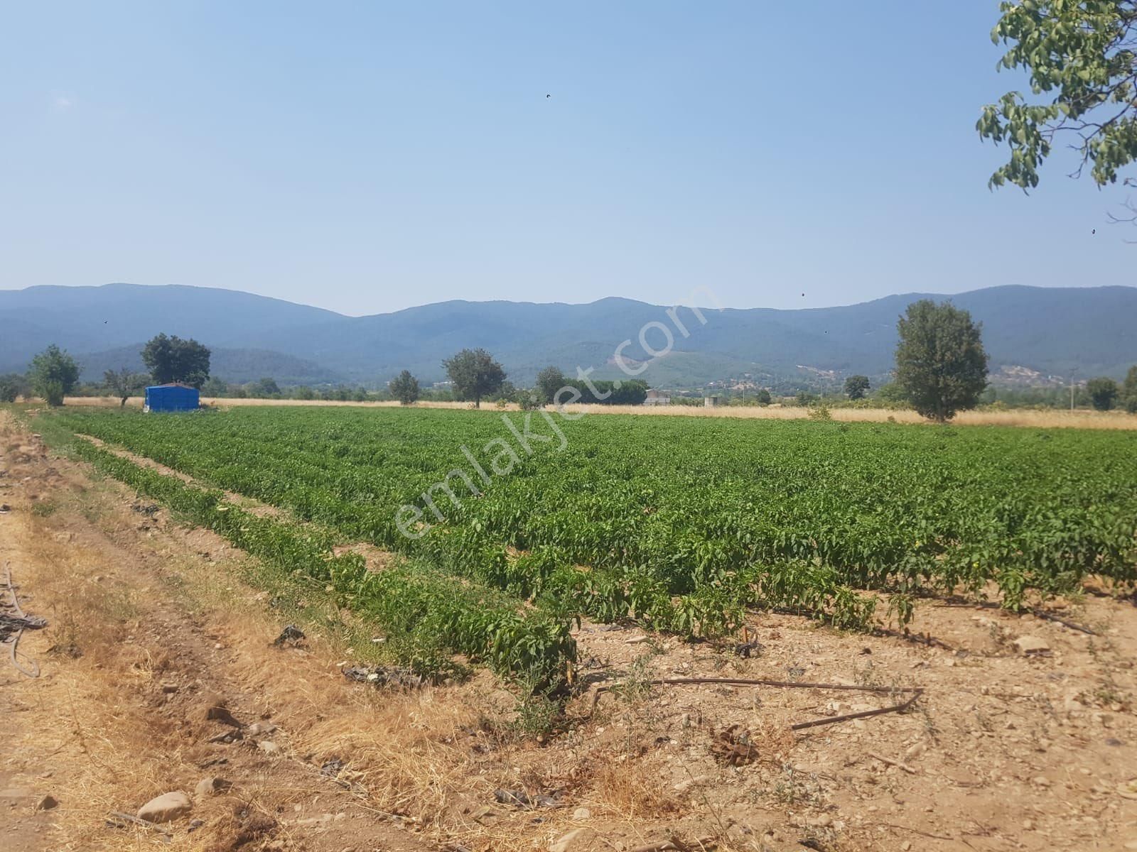 Kazdağları Akçakoyun Satılık - Görsel 2