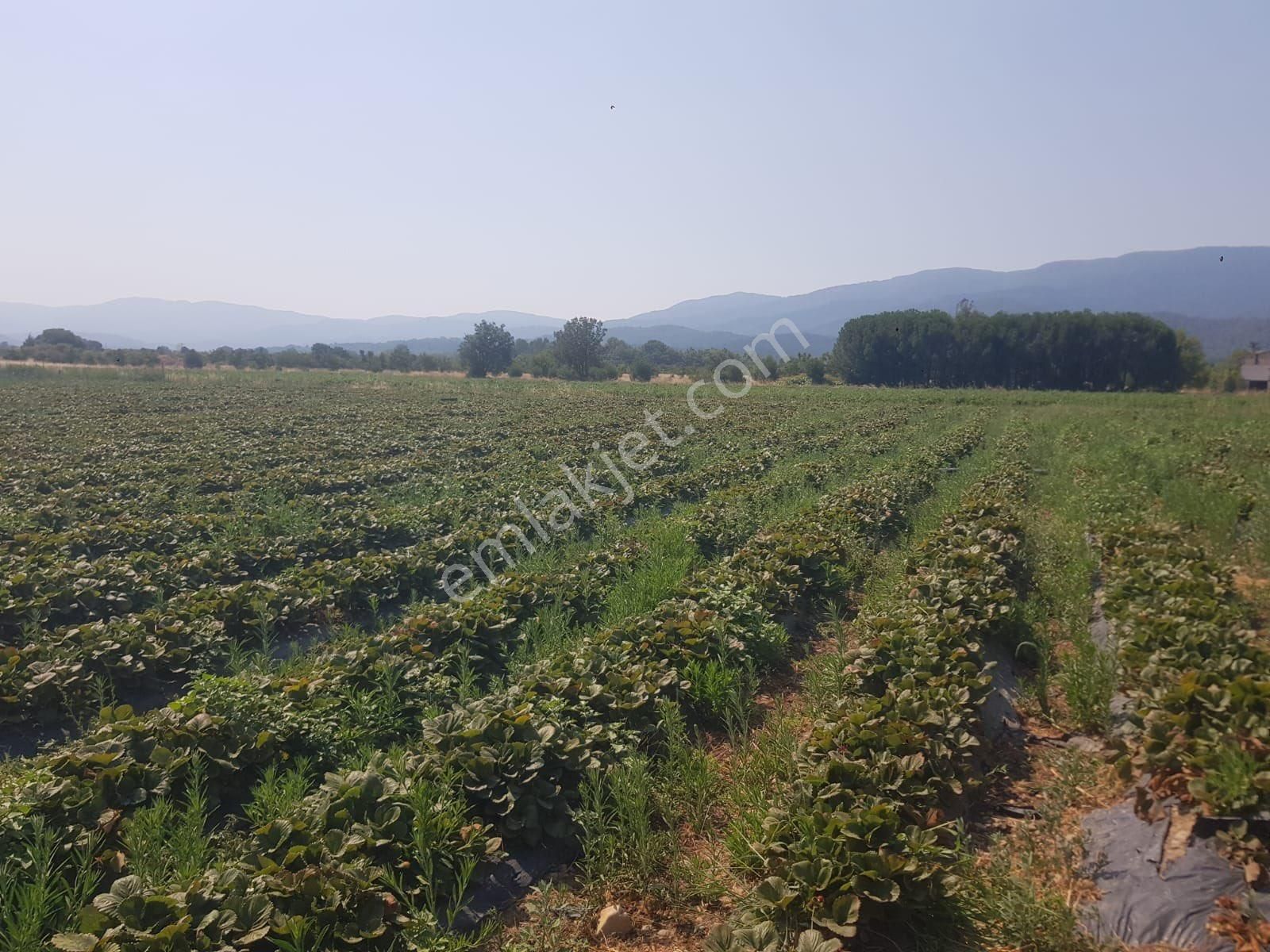 Kazdağları Akçakoyun Satılık - Görsel 3