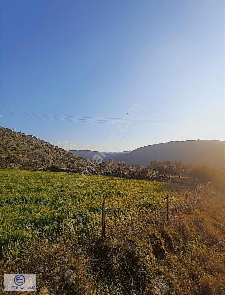 Elit Emlak'tan Satılık Savrandere'de Zeytinlik - Görsel 3