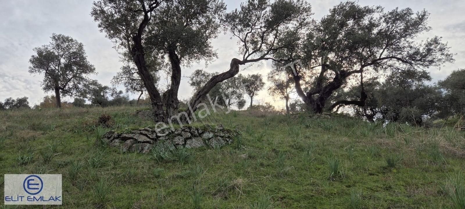 Elit Emlak'tan Satılık Savrandere'de Zeytinlik - Görsel 5