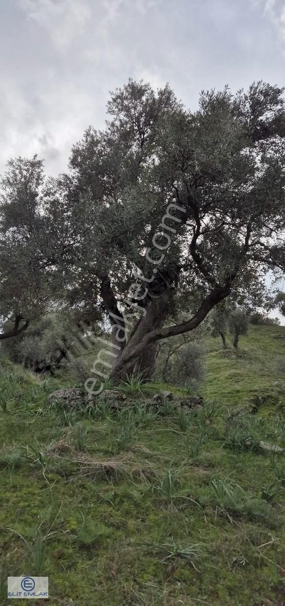 Elit Emlak'tan Satılık Savrandere'de Zeytinlik - Görsel 9