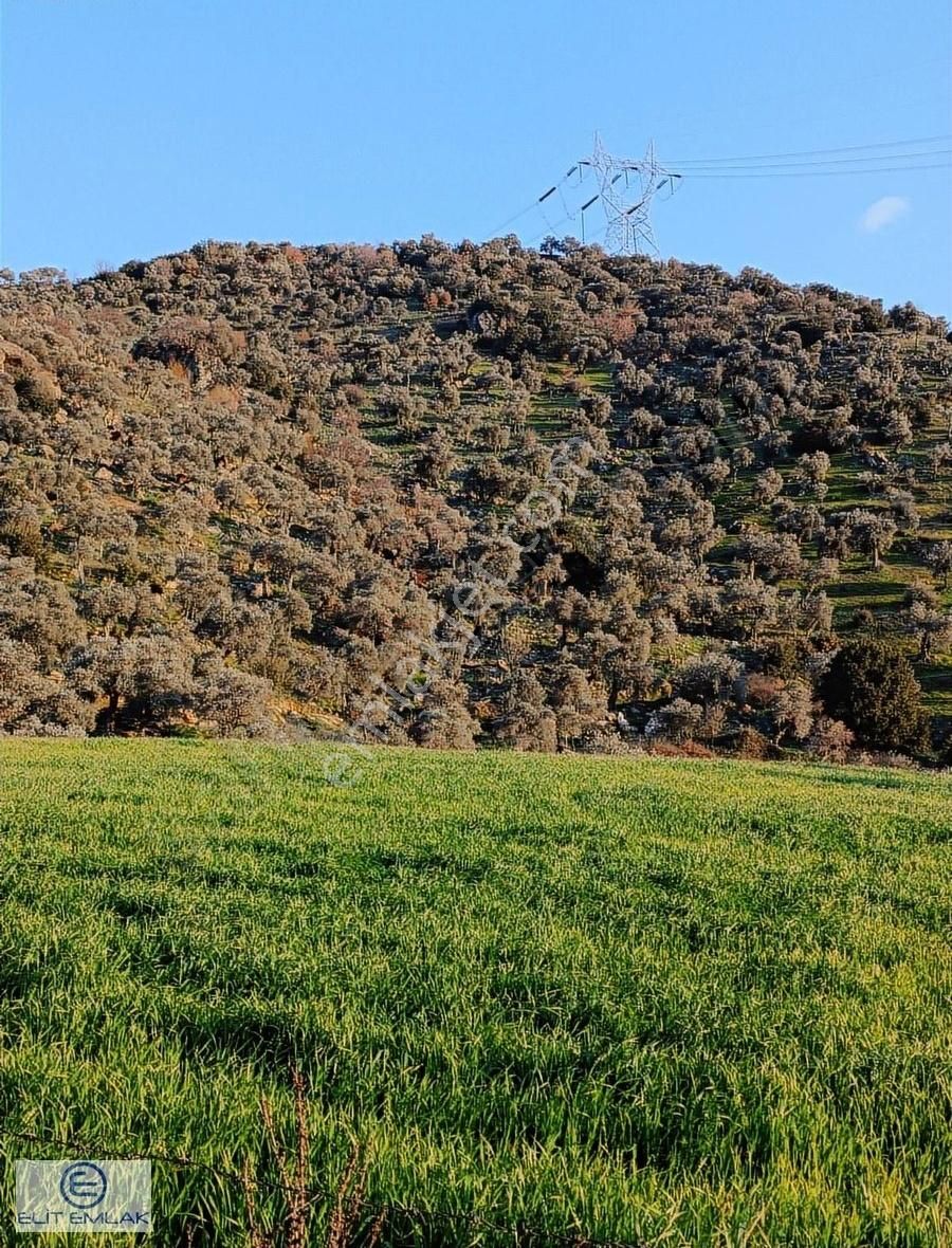 Elit Emlak'tan Satılık Savrandere'de Zeytinlik - Görsel 6