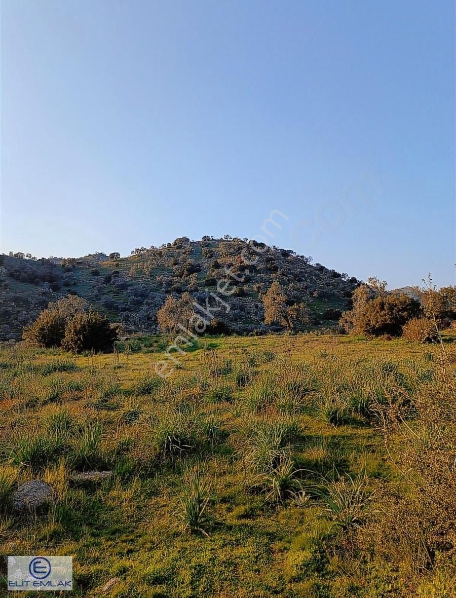 Elit Emlak'tan Satılık Savrandere'de Zeytinlik - Görsel 4