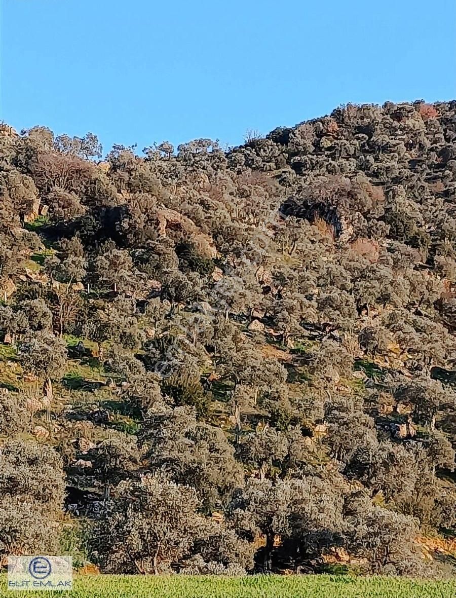Elit Emlak'tan Satılık Savrandere'de Zeytinlik - Görsel 10