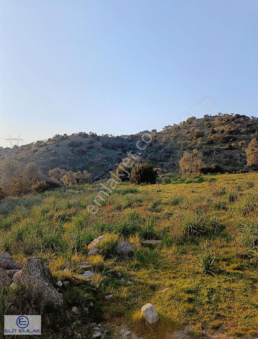 Elit Emlak'tan Satılık Savrandere'de Zeytinlik - Görsel 12