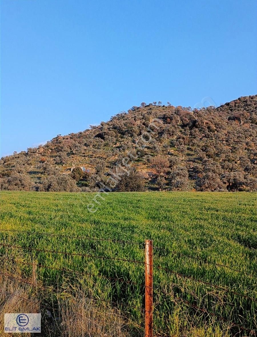 Elit Emlak'tan Satılık Savrandere'de Zeytinlik - Görsel 11