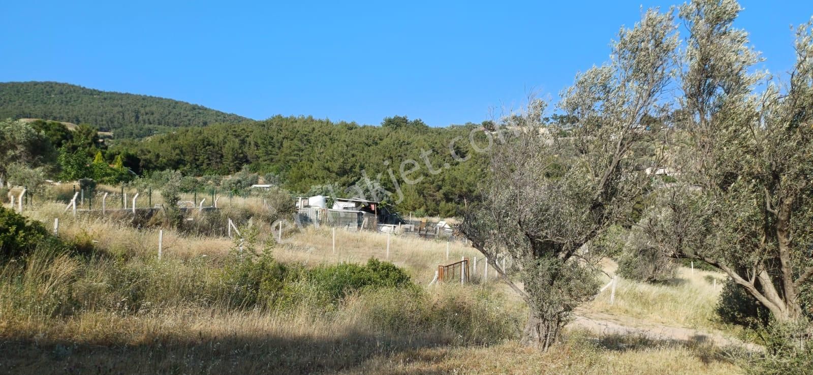 Bornova Yakaköy'de Satılık 365 M2 Zeytinlik Tarla
