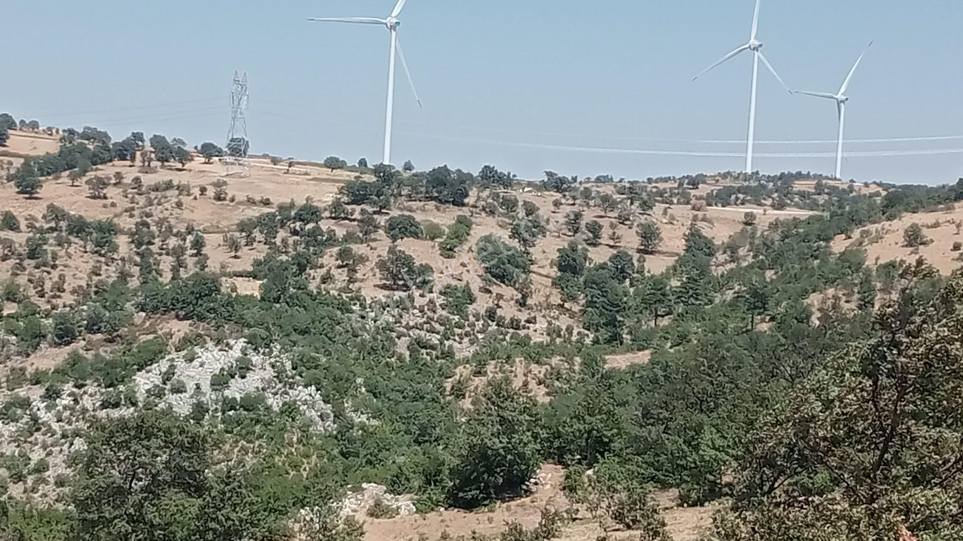 Komutanemlaktan Durmuşlarda 8 Dekar Tarla - Görsel 5