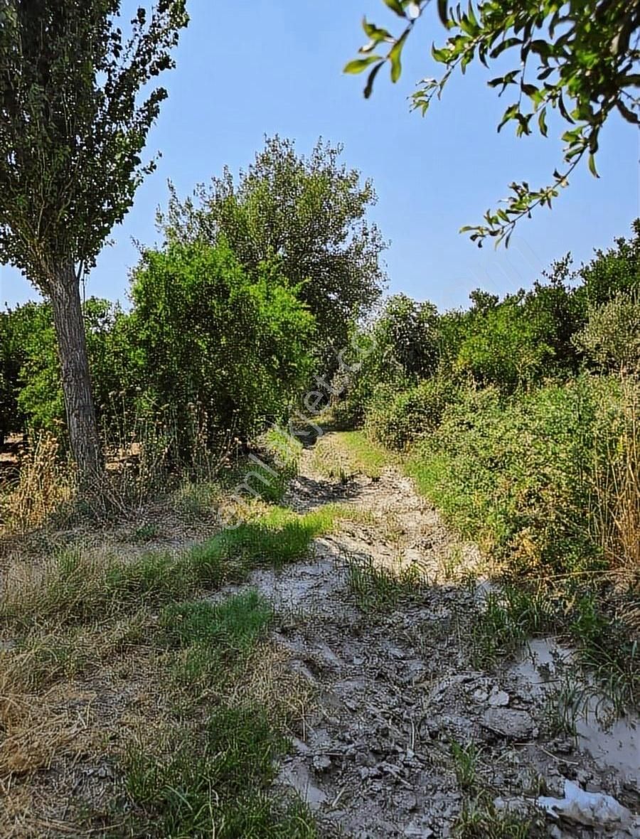 Nazilli Hamzallı Mahallasinde 2300 M2 Tek Tapulu Portakallık