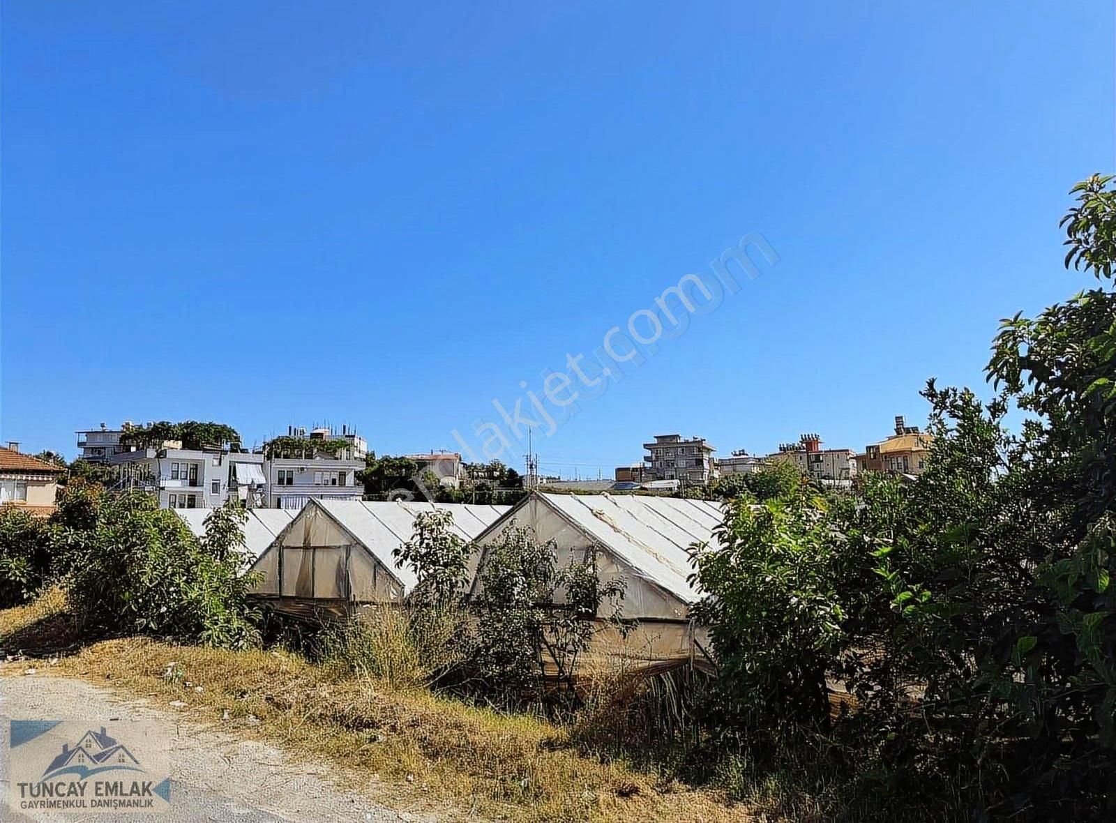 Devren Kiralık Ejder Meyvesi Sera Bahcesi 3200 Metre İçinde - Görsel 23