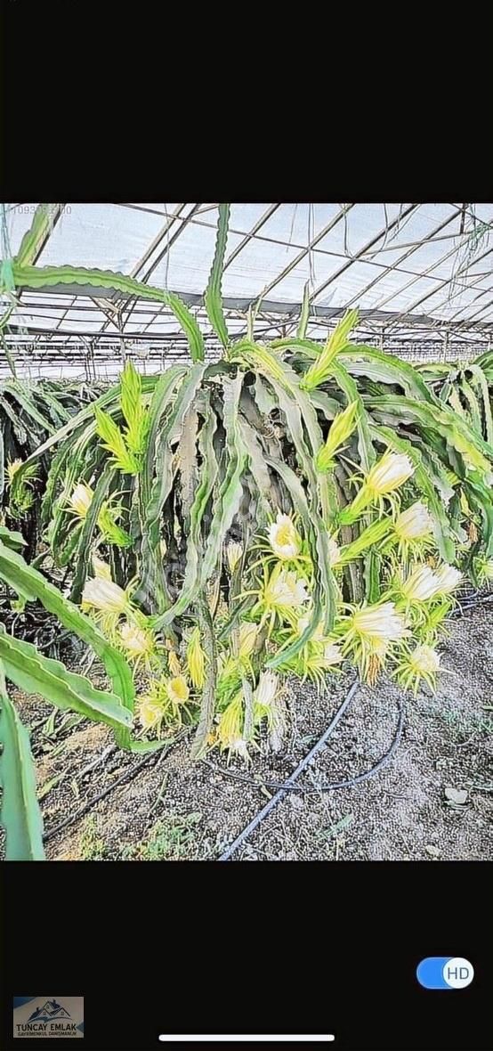 Devren Kiralık Ejder Meyvesi Sera Bahcesi 3200 Metre İçinde - Görsel 13