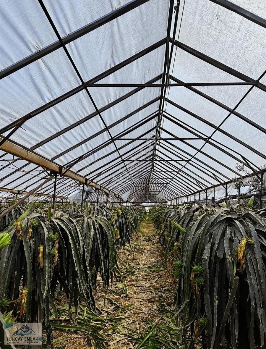 Devren Kiralık Ejder Meyvesi Sera Bahcesi 3200 Metre İçinde - Görsel 5