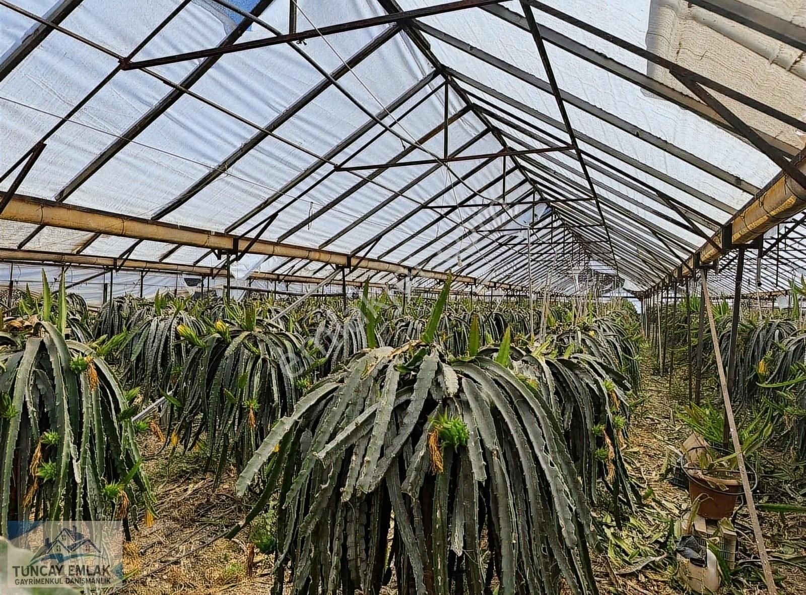 Devren Kiralık Ejder Meyvesi Sera Bahcesi 3200 Metre İçinde - Görsel 17