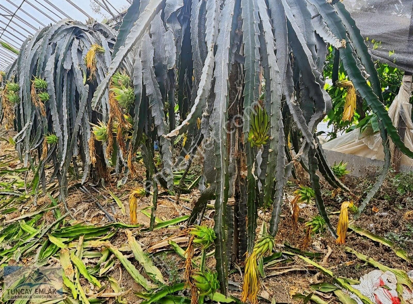 Devren Kiralık Ejder Meyvesi Sera Bahcesi 3200 Metre İçinde - Görsel 7