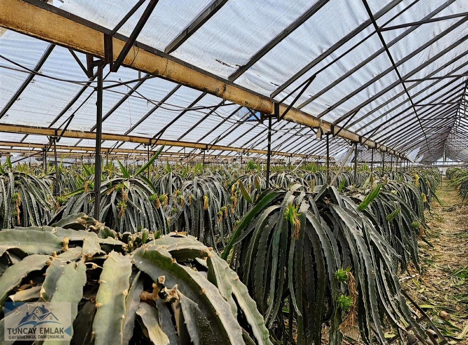 Devren Kiralık Ejder Meyvesi Sera Bahcesi 3200 Metre İçinde - Görsel 4