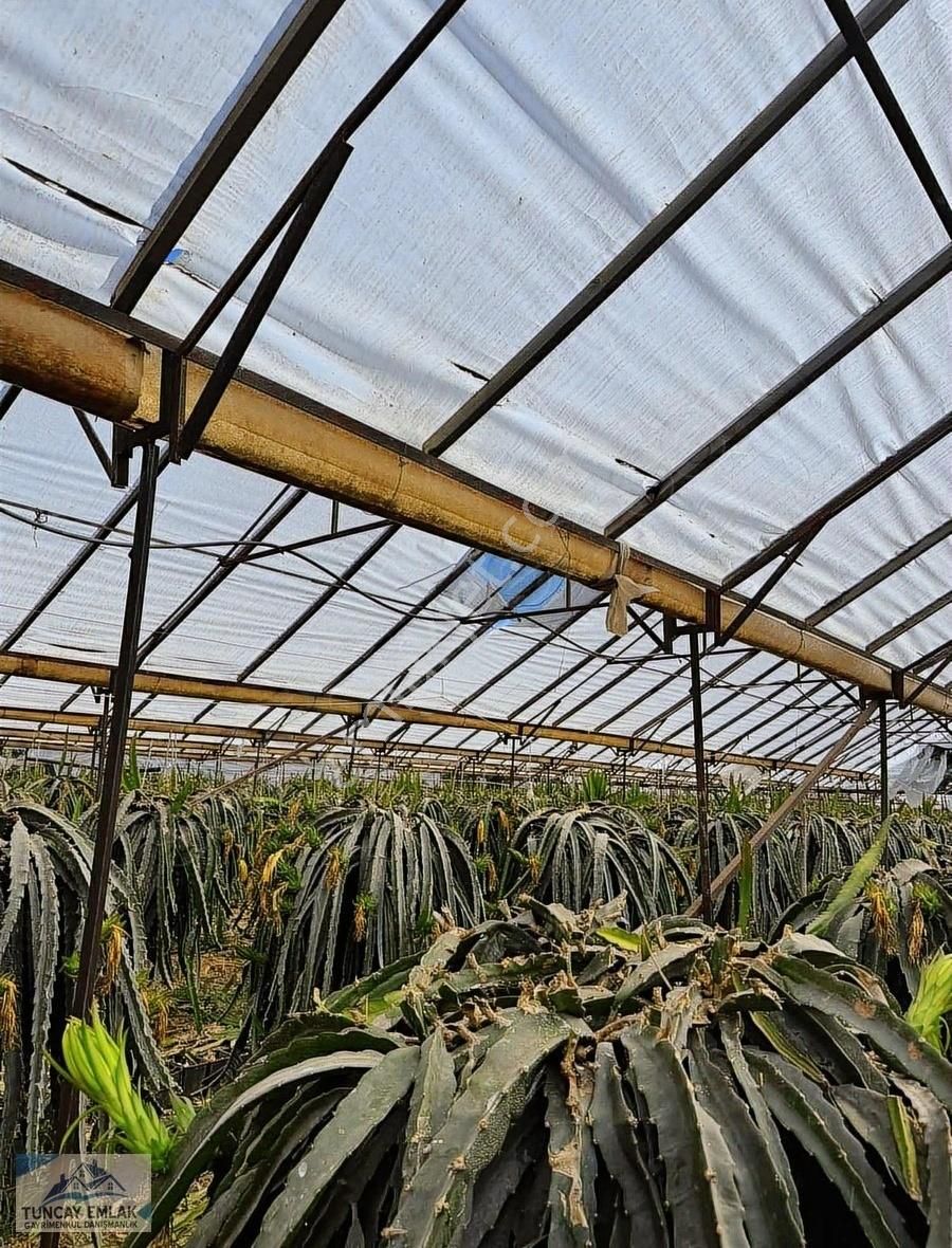 Devren Kiralık Ejder Meyvesi Sera Bahcesi 3200 Metre İçinde - Görsel 9