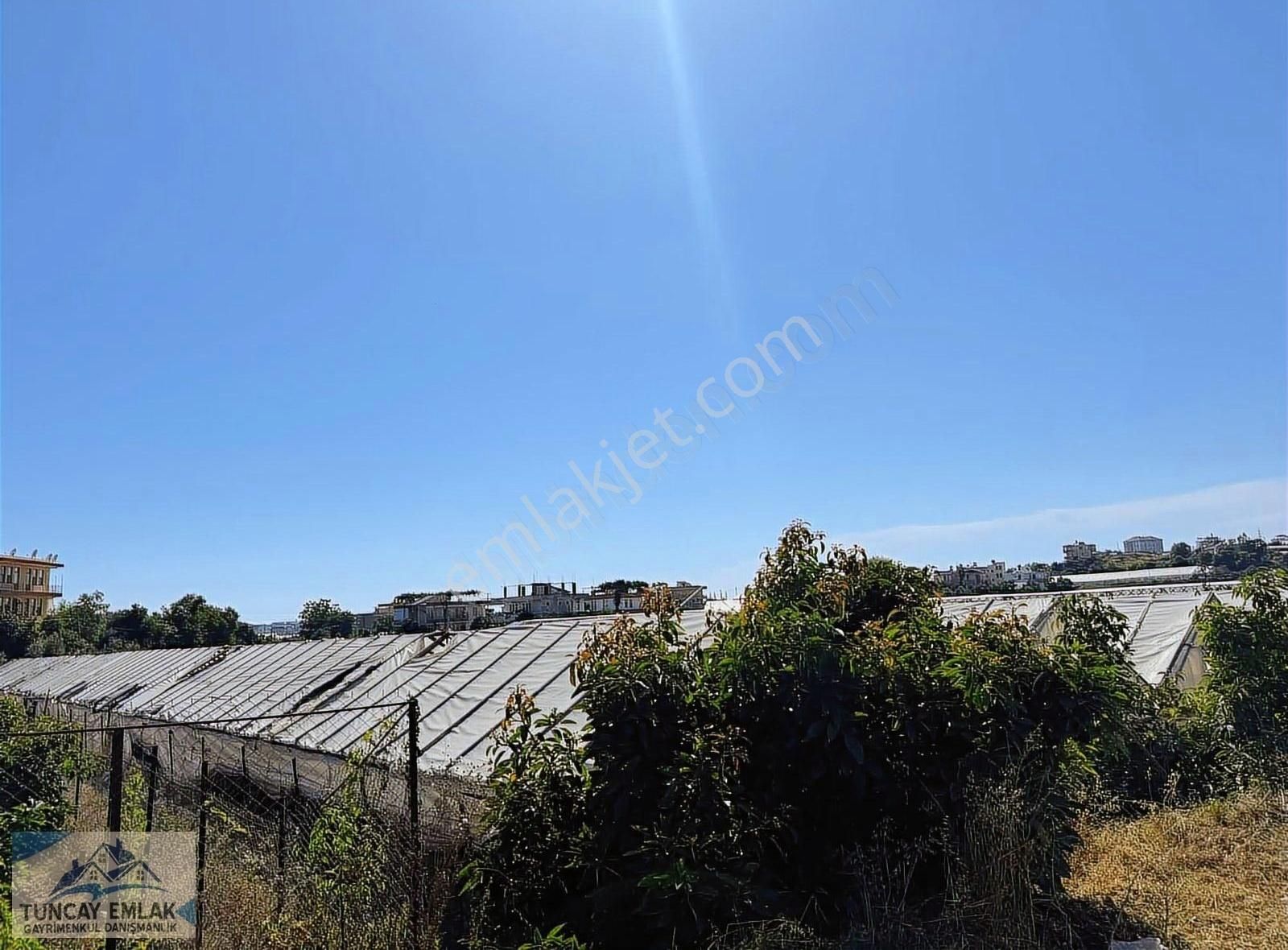 Devren Kiralık Ejder Meyvesi Sera Bahcesi 3200 Metre İçinde - Görsel 19