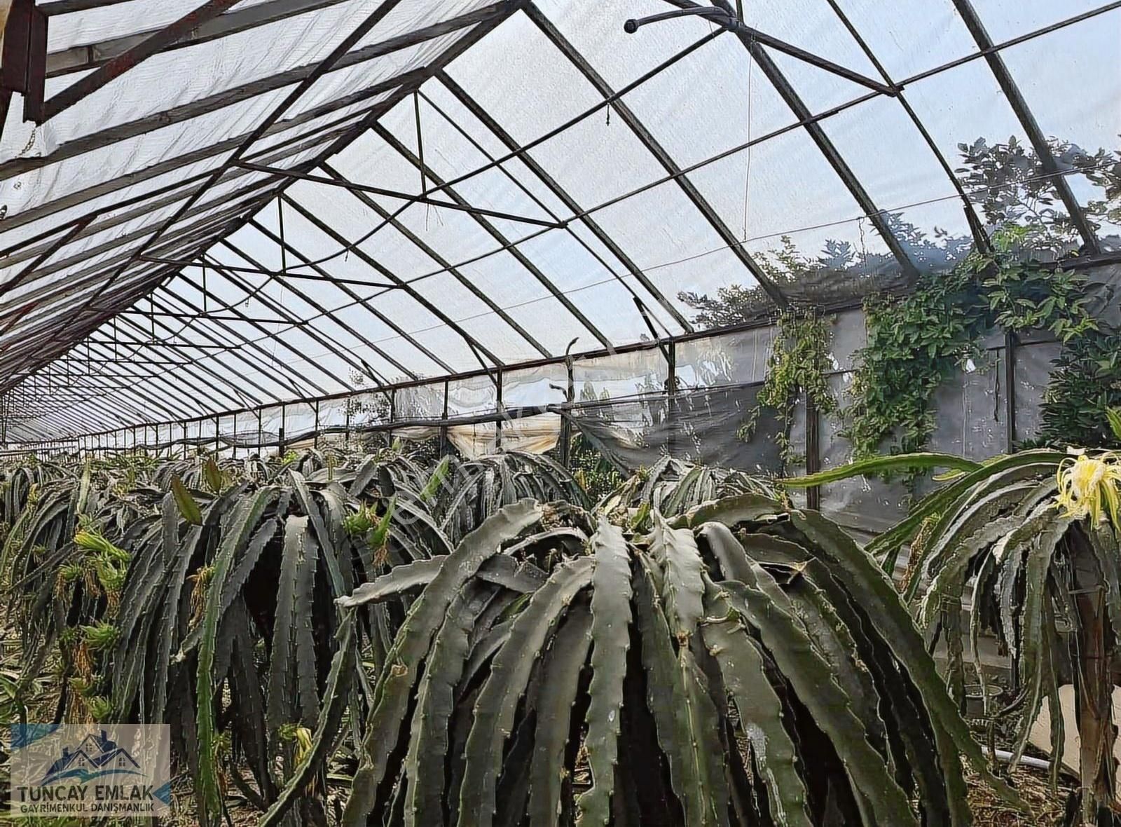 Devren Kiralık Ejder Meyvesi Sera Bahcesi 3200 Metre İçinde - Görsel 3